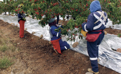 CURICÓ: CASO DE TRABAJADOR FALLECIDO EN COSECHA DE CEREZAS EN SU ETAPA FINAL