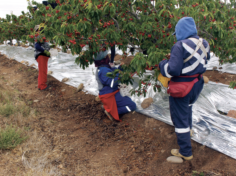 CURICÓ: CASO DE TRABAJADOR FALLECIDO EN COSECHA DE CEREZAS EN SU ETAPA FINAL