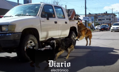 Comisión de Agricultura aprueba proyecto que permite caza de perros asilvestrados con 10 votos a favor