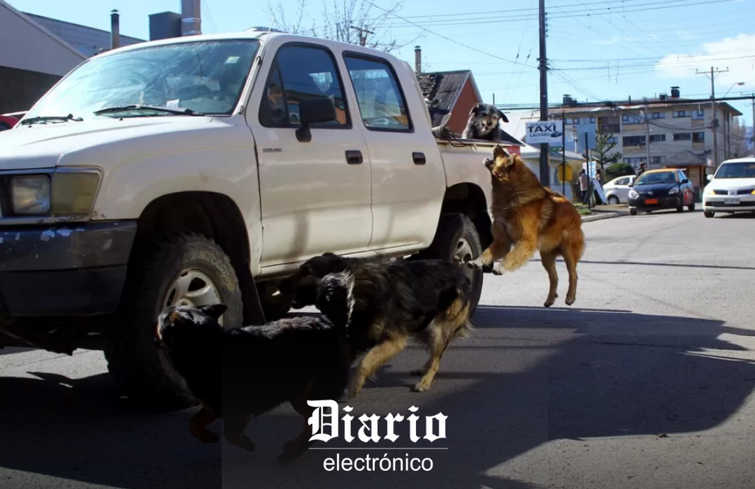 Comisión de Agricultura aprueba proyecto que permite caza de perros asilvestrados con 10 votos a favor