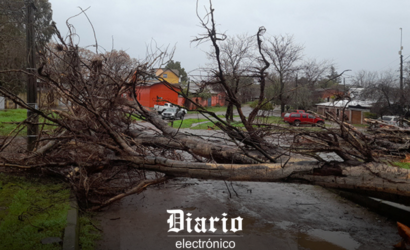 Senapred reporta caída de árboles y desprendimiento de techumbres en Longaví por fuertes vientos