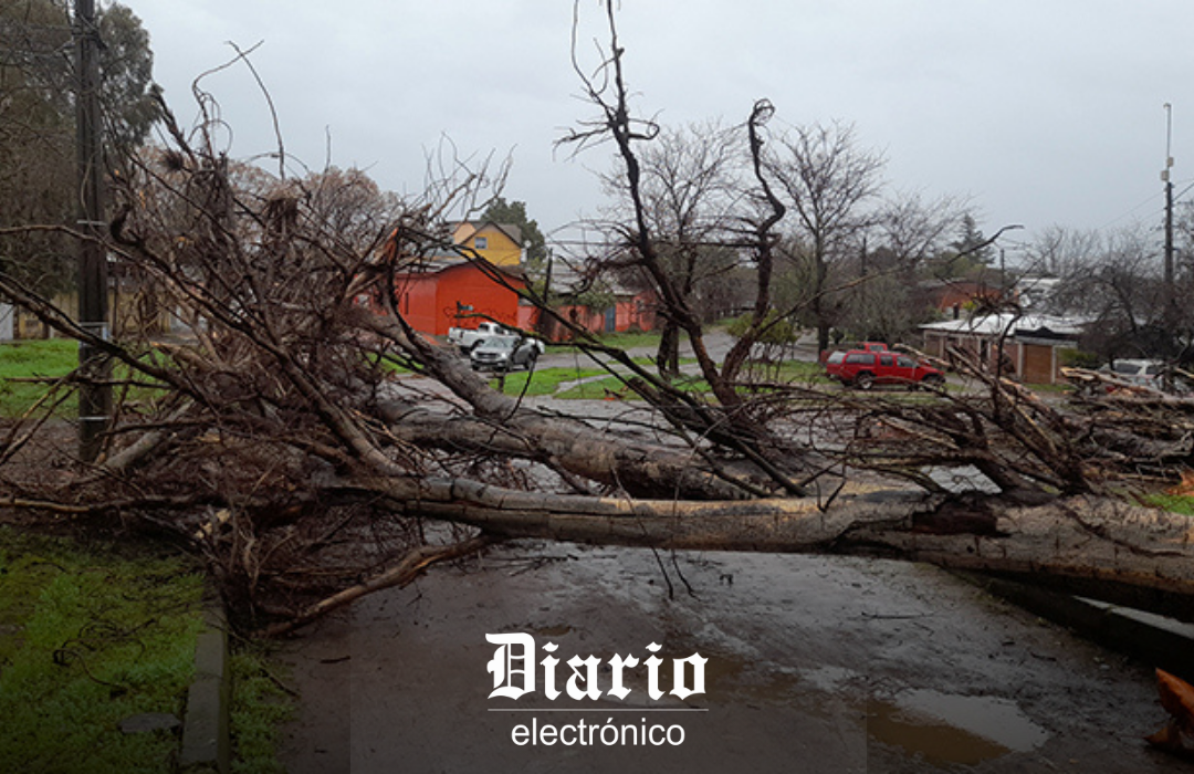 Senapred reporta caída de árboles y desprendimiento de techumbres en Longaví por fuertes vientos