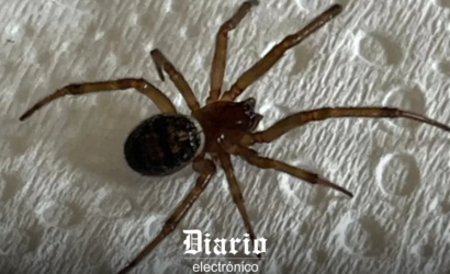 Al menos un joven muerto y otro grave tras ser mordidos por araña de rincón en la región de Coquimbo