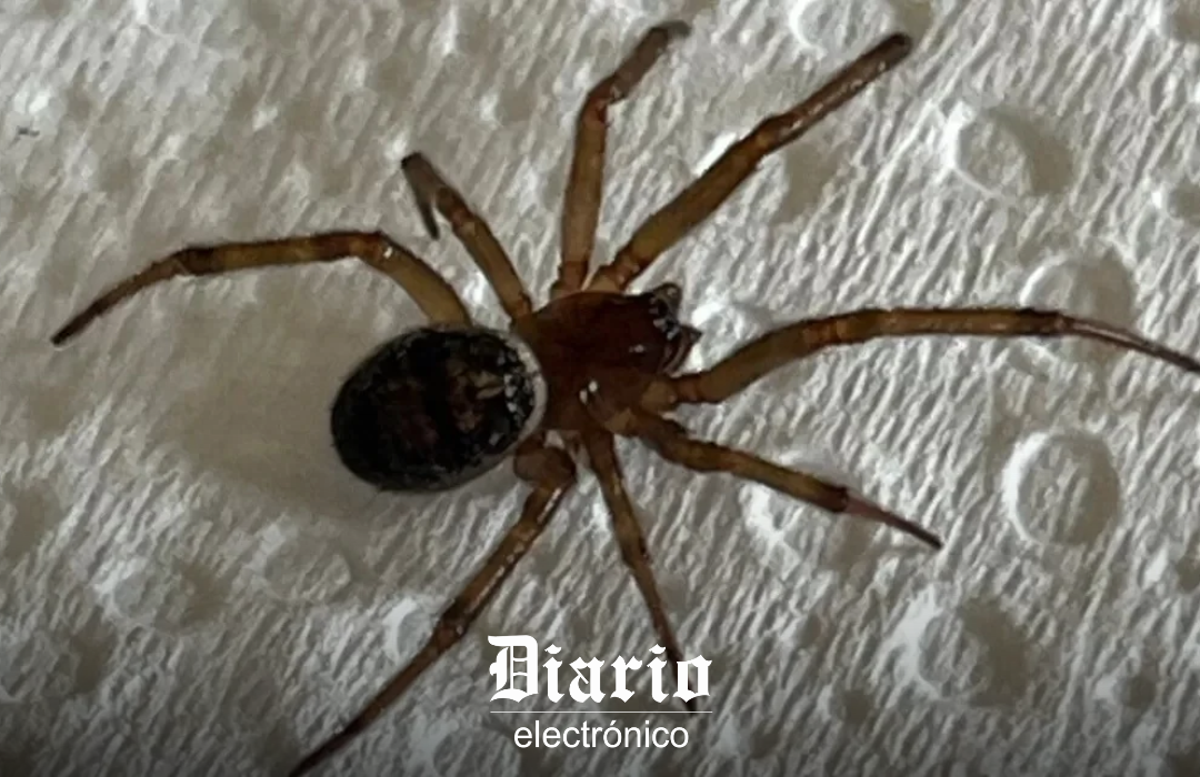 Al menos un joven muerto y otro grave tras ser mordidos por araña de rincón en la región de Coquimbo